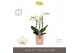 Phalaenopsis multiflora wit Optimost - Helios - 3 tak - Molise Salmon  