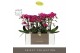 Phalaenopsis multiflora anthura morelia Optimost - Morelia - 3 tak - M 