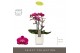 Phalaenopsis multiflora anthura morelia Optimost - Morelia - 3 tak - M 