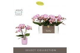 Phalaenopsis roze Tablo - Bellini - 2 tak - Molise Lilac Aquo