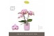 Phalaenopsis roze Tablo - Bellini - 2 tak - Molise Lilac Aquo 