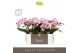Phalaenopsis roze Tablo - Bellini - 2 tak - Molise Lilac Aquo 