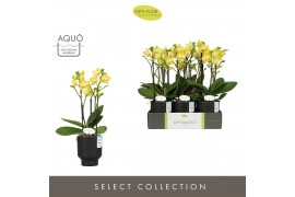 Phalaenopsis multiflora anthura arezzo Optimost - Arezzo - 3 tak - Emi