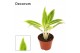 Aglaonema lipstick green decorum 