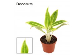 Aglaonema lipstick green decorum