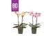 Phalaenopsis mix BO - Diva Mix - 2 tak, 12+ bloem 