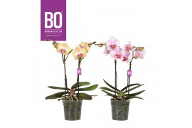 Phalaenopsis mix BO - Diva Mix - 2 tak, 12+ bloem