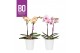 Phalaenopsis multiflora mix BO - Diva Mix - 2 tak, 12+ bloem - Zoë Whi 