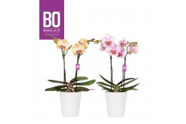 Phalaenopsis multiflora mix BO - Diva Mix - 2 tak, 12+ bloem - Zoë Whi