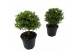 Myrtus communis bol op stam 