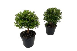 Myrtus communis bol op stam
