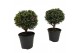 Myrtus communis bol op stam 