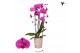 Phalaenopsis elegant cascade 2 tak niagara fall free ride kolibri orch 