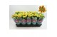 Chrysanthemum ind. rainbow lake worth stadium 2 