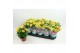 Chrysanthemum ind. rainbow lake worth stadium 2 