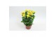 Chrysanthemum ind. rainbow lake worth stadium 2 