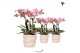 Phalaenopsis multiflora anthura treviso Kolibri Orchids Phalaenopsis T 