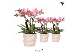 Phalaenopsis multiflora anthura treviso Kolibri Orchids Phalaenopsis T