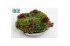 Sempervivum arrangementen mix in zinken schaal 