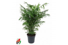 Chamaedorea elegans