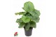 Calathea orbifolia 
