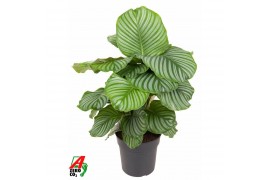Calathea orbifolia