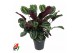Calathea medallion 