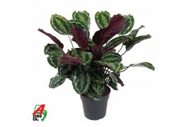 Calathea medallion
