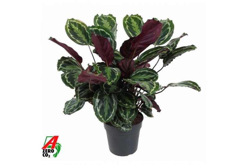 Calathea medallion 