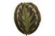 Calathea medallion 