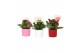 Kalanchoe rosalina 2 kl. stippenpot en hartsteker 