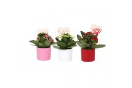 Kalanchoe rosalina 2 kl. stippenpot en hartsteker