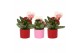 Kalanchoe rosalina 2 kl. stippenpot en hartsteker 
