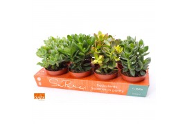 Crassula mix SuPure®