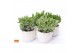 Crassula mix WOODS - Crassula mix in Paros 15 