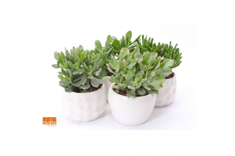 Crassula mix WOODS - Crassula mix in Paros 15 