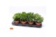 Crassula mix 8gts 
