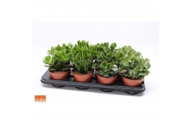 Crassula mix 8gts