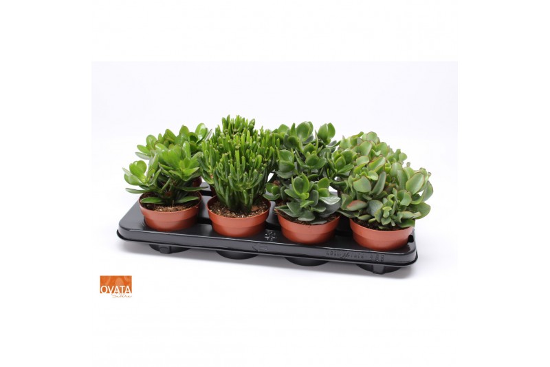 Crassula mix 8gts 