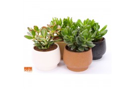 Crassula mix SuPure® - Crassula mix in Delhi 14 WOODS