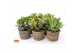 Crassula mix WOODS - Crassula mix in Cancun 