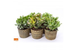 Crassula mix WOODS - Crassula mix in Cancun