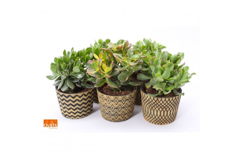 Crassula mix WOODS - Crassula mix in Cancun 