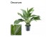 Aglaonema silver bay Decorum 