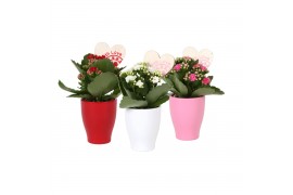 Kalanchoe rosalina mix KP-590.3 - in keramiek met hartbijsteker