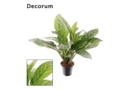 Aglaonema stripes Decorum