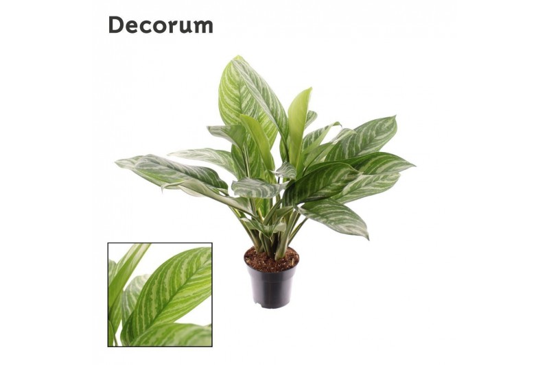 Aglaonema stripes Decorum 