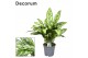 Aglaonema romeo Decorum 
