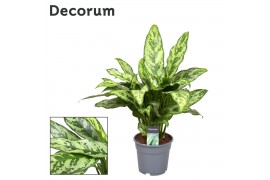 Aglaonema romeo Decorum