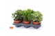 Crassula mix 6gts 
